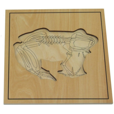 Puzzle de la grenouille avec squelette Montessori