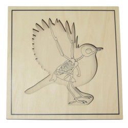 Puzzle de l'oiseau avec squelette Montessori 2