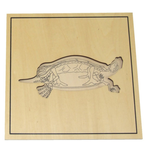 Puzzle de la tortue avec squelette Montessori