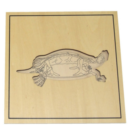 Puzzle de la tortue avec squelette Montessori