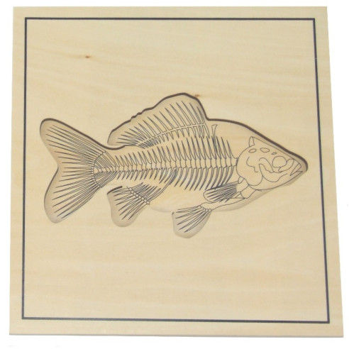 Puzzle du poisson avec squelette Montessori