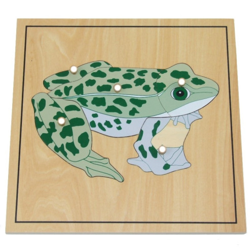 Puzzle de la grenouille avec squelette Montessori