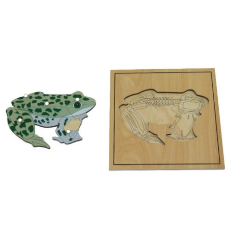 Puzzle de la grenouille avec squelette Montessori