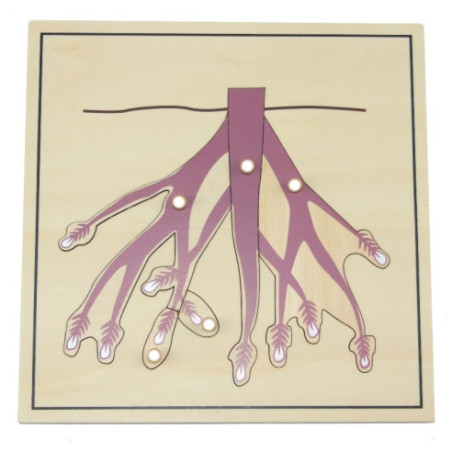 Puzzle de la racine Montessori Puzzle de la racine Montessori