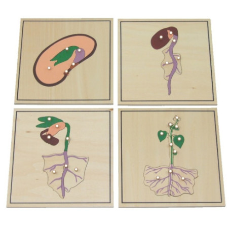 Processus de croissance des végétaux Montessori Processus de croissance des végétaux Montessori