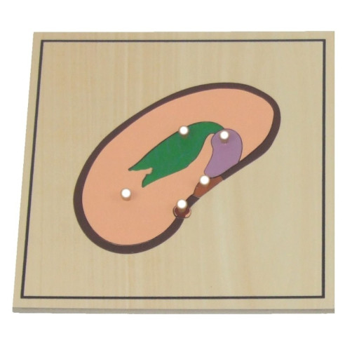 Processus de croissance des végétaux Montessori