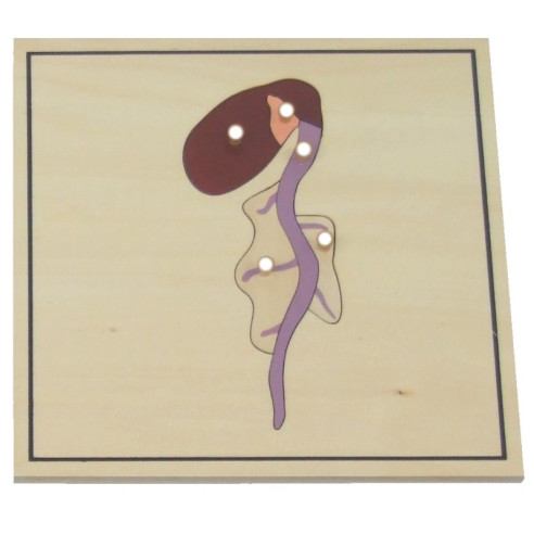 Processus de croissance des végétaux Montessori