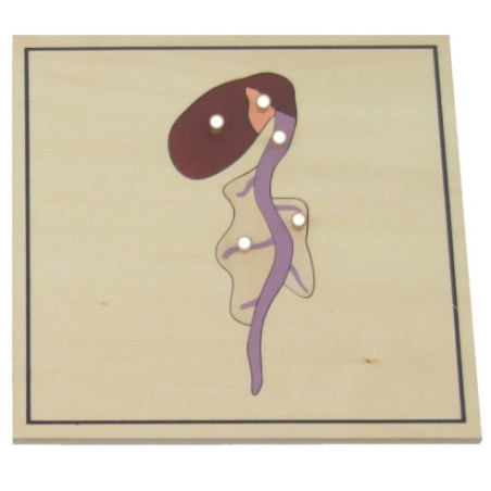 Processus de croissance des végétaux Montessori Processus de croissance des végétaux Montessori