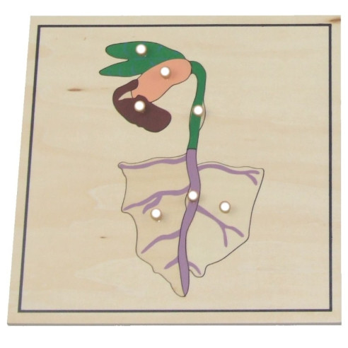 Processus de croissance des végétaux Montessori