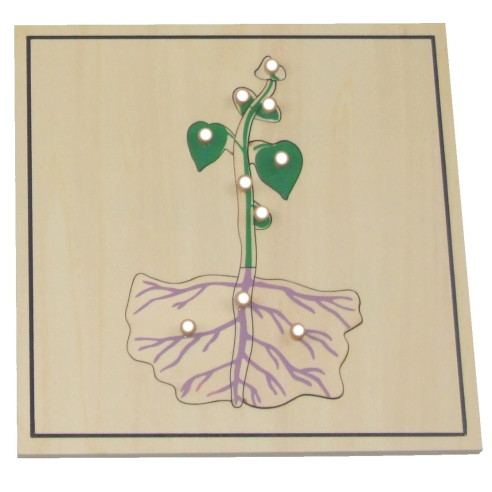 Processus de croissance des végétaux Montessori