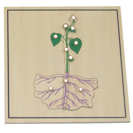 Processus de croissance des végétaux Montessori Processus de croissance des végétaux Montessori