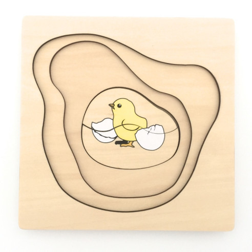 cycle de vie du poulet Montessori