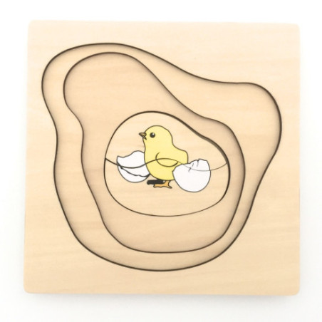 cycle de vie du poulet Montessori cycle de vie du poulet Montessori