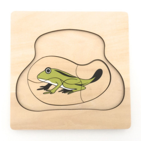 Puzzle cycle de vie de la grenouille Montessori
