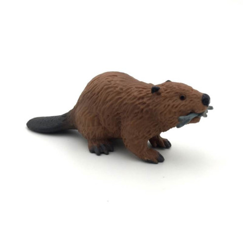 Animaux d'Amérique du Nord - Le castor