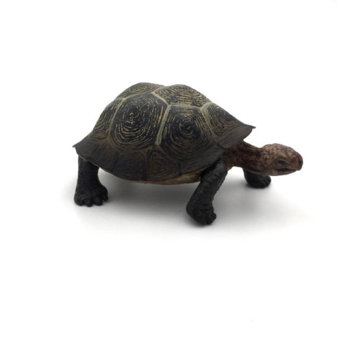 Animaux d'Amérique du Nord - La tortue du désert