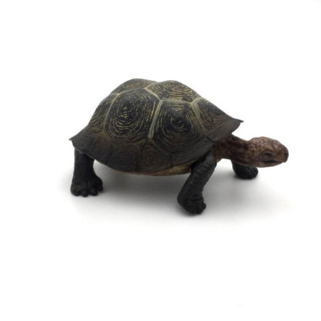 Animaux d'Amérique du Nord - La tortue du désert