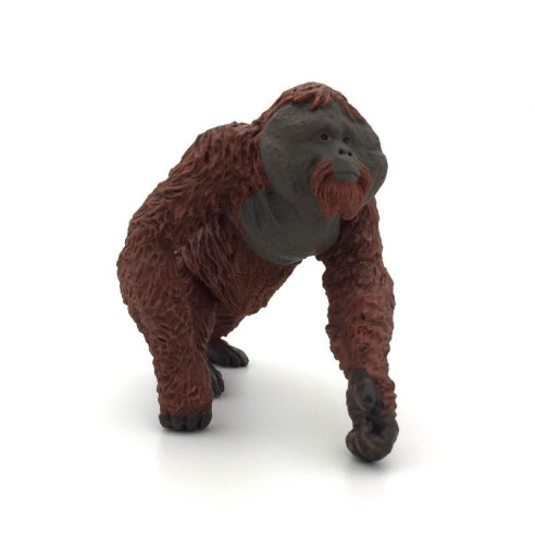 Animaux d'Asie - L'orang-outang