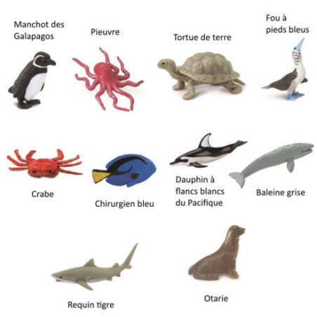 Tube - Pacifique Tube - Pacifique