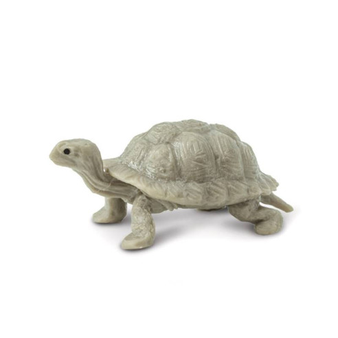 Tube - Les Galapagos