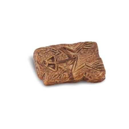 Tube - Les fossiles anciens