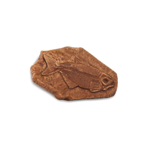 Tube - Les fossiles anciens