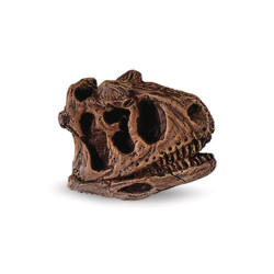 Tube - Crânes de dinosaures 2