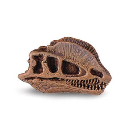 Tube - Crânes de dinosaures