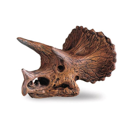 Tube - Crânes de dinosaures