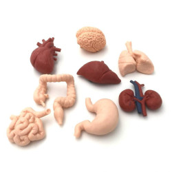 Tube - Organes humains 2