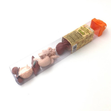 Tube - Organes humains