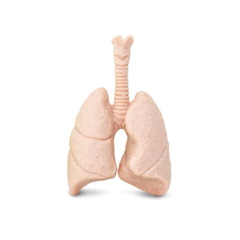 Tube - Organes humains