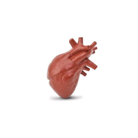 Tube - Organes humains