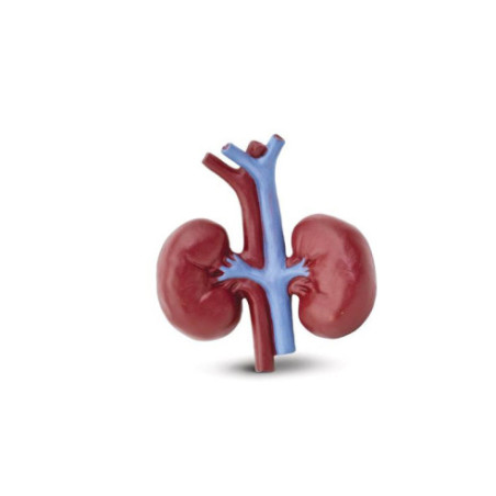 Tube - Organes humains