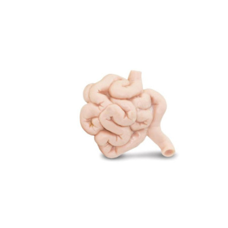 Tube - Organes humains