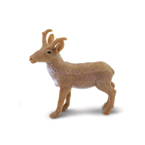 Tube - Faune nord-américaine