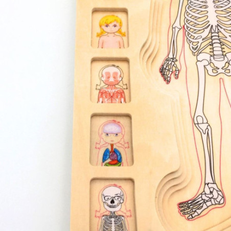 Puzzle à étages Anatomie Fille