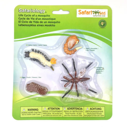 Cycle de vie du moustique