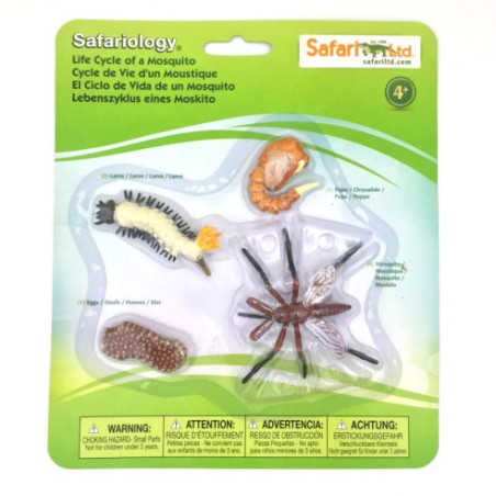 Cycle de vie du moustique