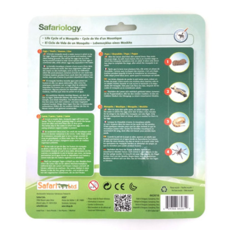 Cycle de vie du moustique