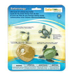 Cycle de vie de la tortue de mer 2