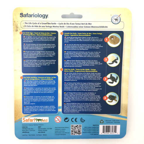 Cycle de vie de la tortue de mer