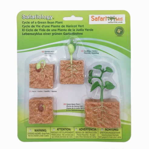 Cycle de vie du plant de haricot