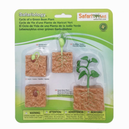 Cycle de vie du plant de haricot Cycle de vie du plant de haricot