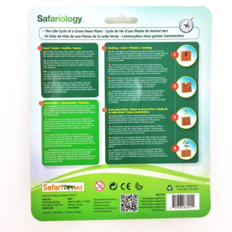 Cycle de vie du plant de haricot Cycle de vie du plant de haricot