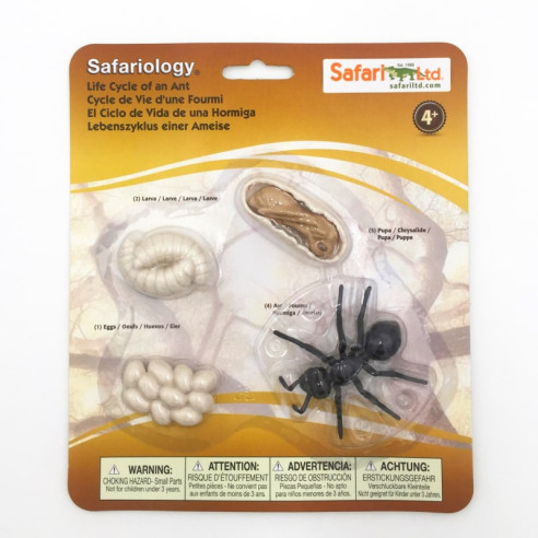 Cycle de vie de la fourmi