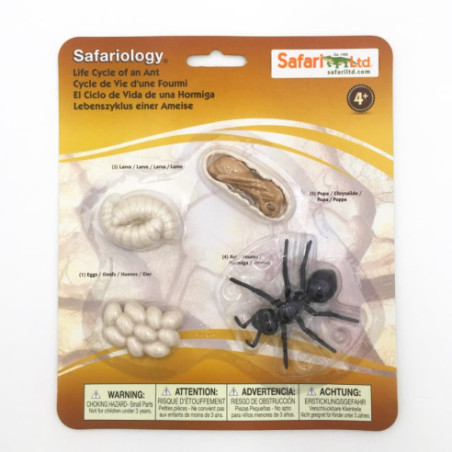 Cycle de vie de la fourmi