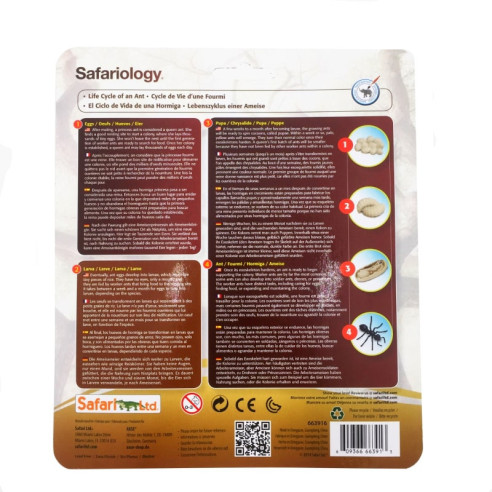 Cycle de vie de la fourmi