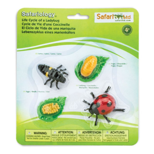 Cycle de vie de la coccinelle