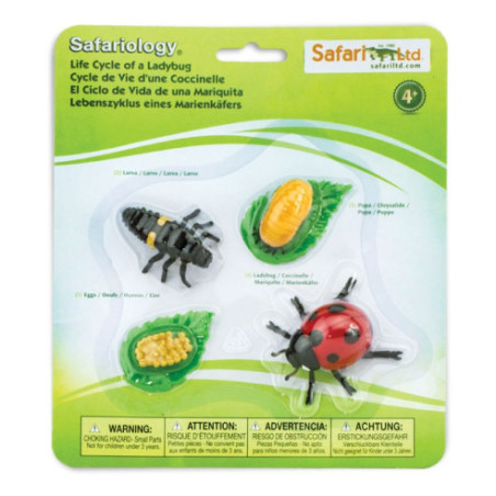 Cycle de vie de la coccinelle